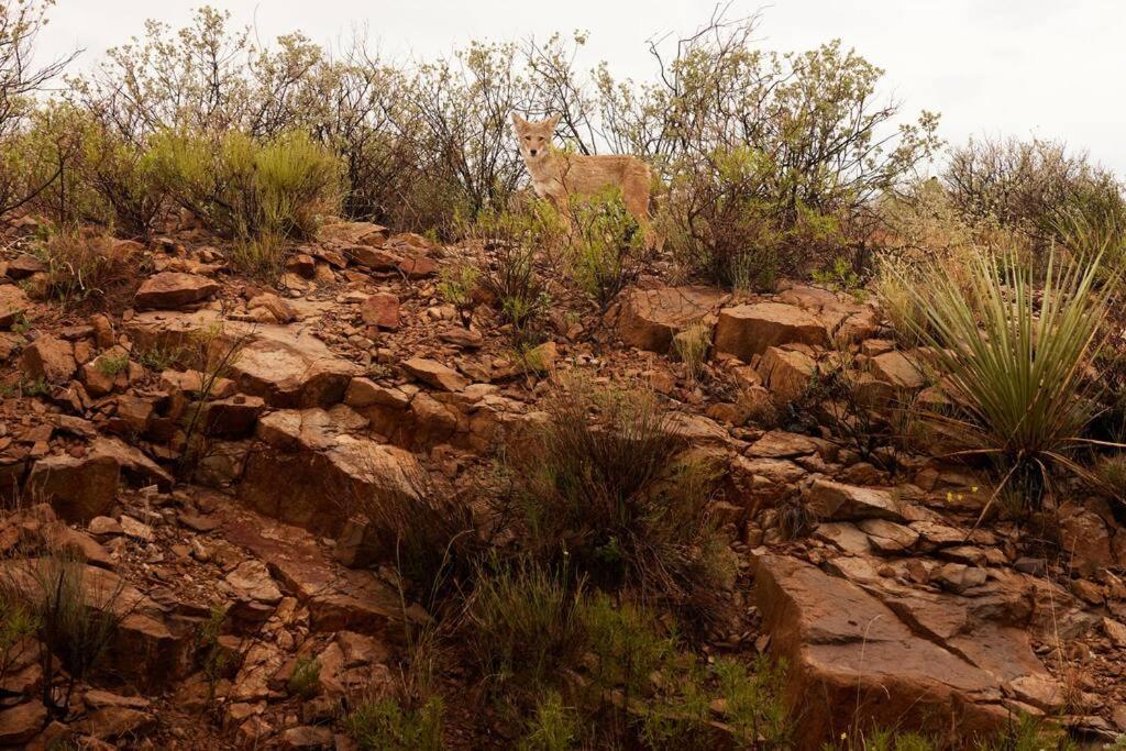 Desert Pearl ⁠— Quick Drive From Big Bend Terlingua